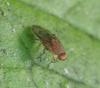 Suillia sp.